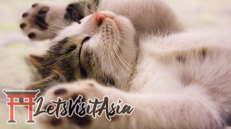 An image of a cat sleeping to represent napping for this article