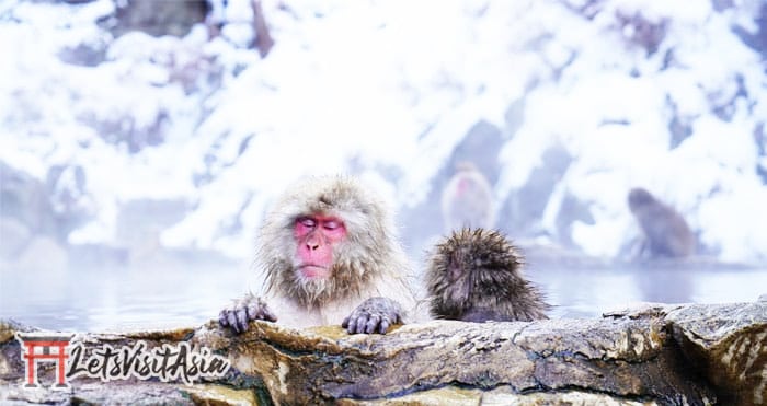 Image of a monkey bathing in a Japanese Bodybuilding Diet secret onsen